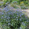 Anchusa azurea